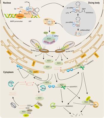 microRNA production in Arabidopsis